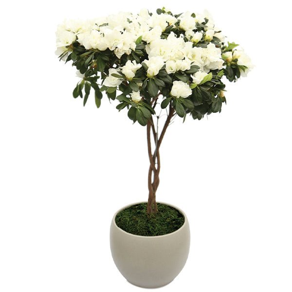 Live Life in Full Bloom White Florist Azalea Topiary - Nature Hills Nursery - 6 Inch Container - 