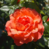 Livin' Easy&trade; Floribunda Rose