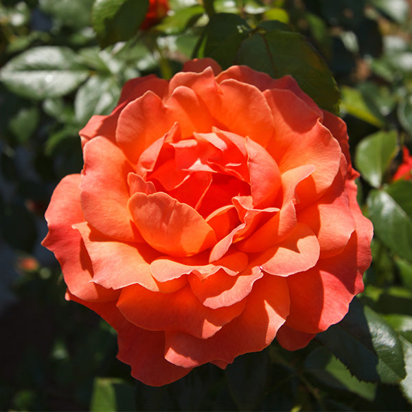 Livin' Easy&trade; Floribunda Rose Tree