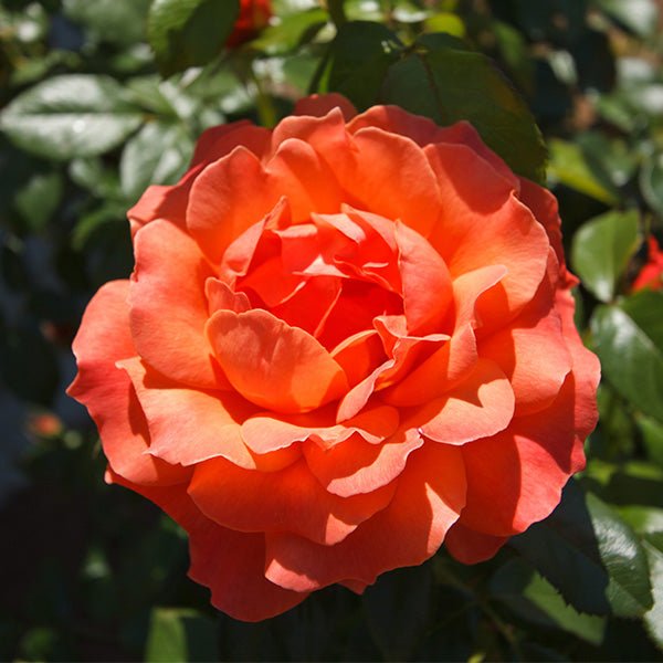 Livin' Easy&trade; Floribunda Rose Tree - Nature Hills Nursery - #5 Container 2 - 3 Feet - 