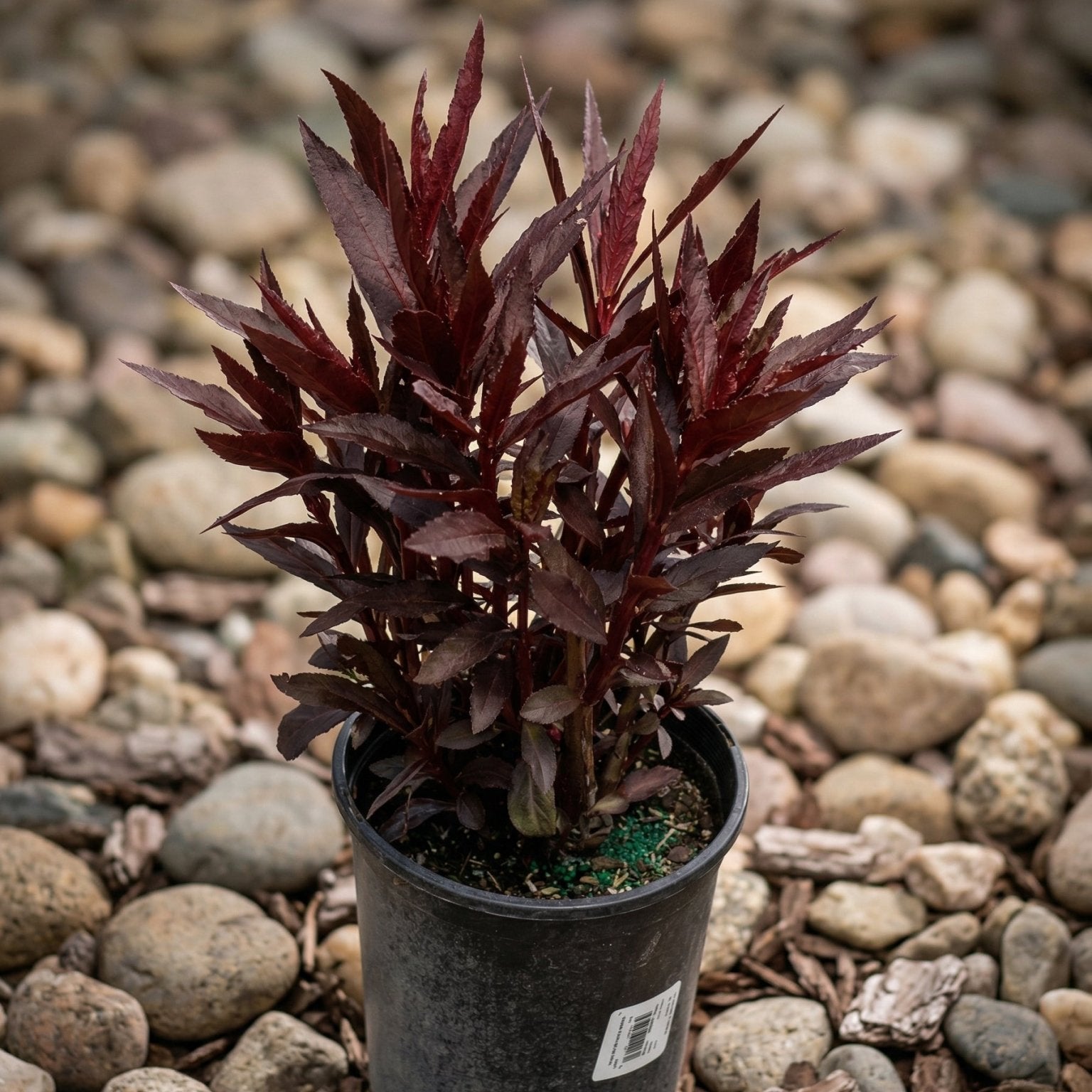 red pot plant Queen Victoria Cardinal Flower: Striking Red & Purple