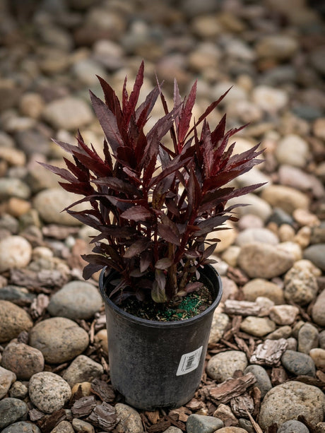 A young Cardinal Flower plant with distinctive dark burgundy foliage sitting in a black nursery pot on a gravel surface.