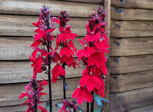 Multiple spikes of deep red Cardinal Flowers with dark stems growing in front of a wooden fence.