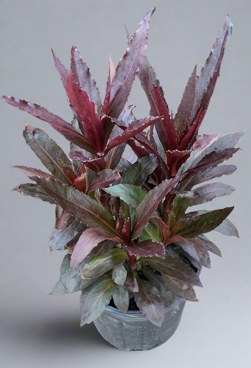 Lobelia Queen Victoria in a 1 gallon pot with striking burgundy foliage and upright growth, ideal for dramatic color in summer gardens
