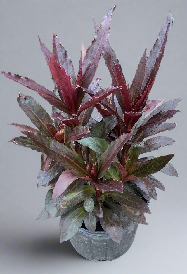 Lobelia Queen Victoria in a 1 gallon pot with striking burgundy foliage and upright growth, ideal for dramatic color in summer gardens