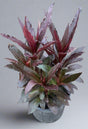 Lobelia Queen Victoria in a 1 gallon pot with striking burgundy foliage and upright growth, ideal for dramatic color in summer gardens