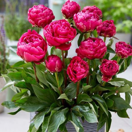 London Peony - Perennial - Nature Hills Nursery - 