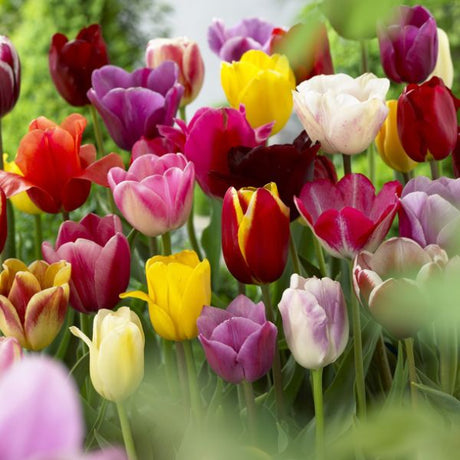Long Stemmed Mammoth Tulip Mix - Nature Hills Nursery - 50 Pack Bulbs - 