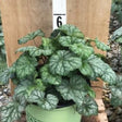 Longflower Alumroot - Nature Hills Nursery - #1 Container - 