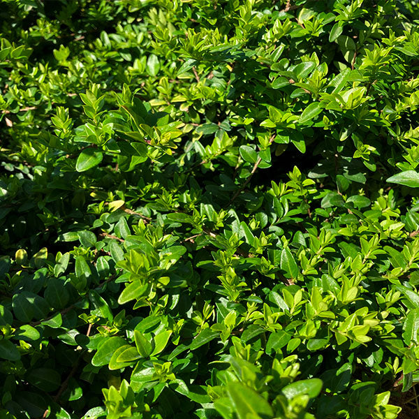 Thunderbolt® Box Honeysuckle Bush