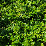 Thunderbolt&reg; Box Honeysuckle Bush