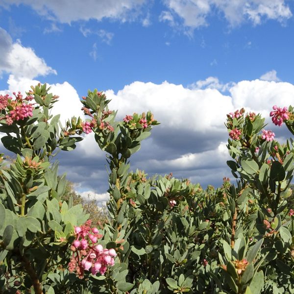 Louis Edmunds Manzanita - Nature Hills Nursery - #1 Container - 