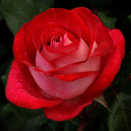 Love at First Sight™ Hybrid Tea Rose - Rose - Nature Hills Nursery - 2 Container - 