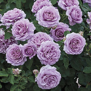 Close-up of purple rosa flowers on Love Song™ Floribunda Rose.