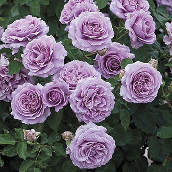 Love Song™ Floribunda Rose Tree