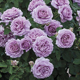 Love Song&trade; Floribunda Rose Tree