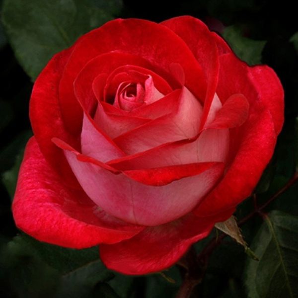 Love at First Sight&trade; Hybrid Tea Rose