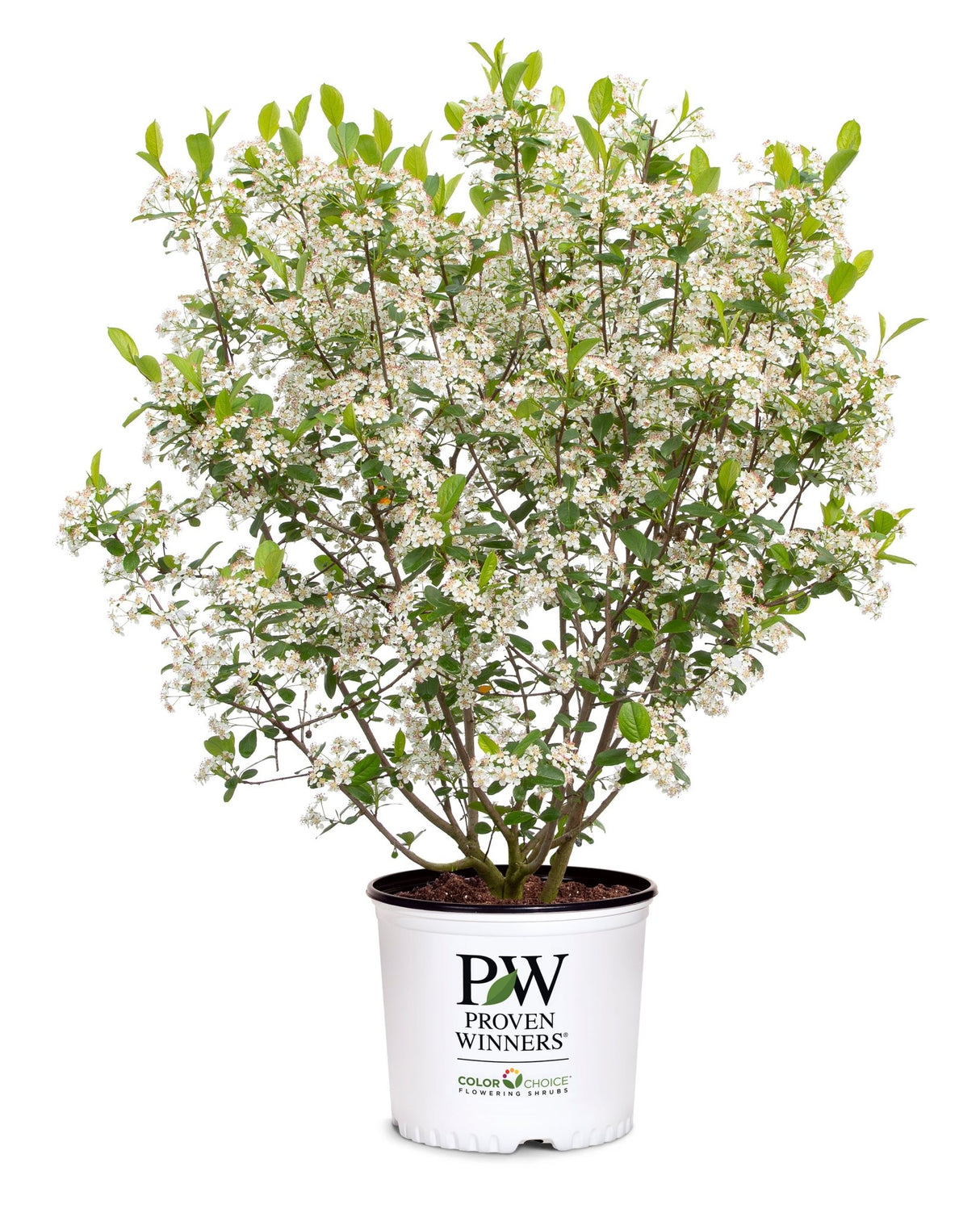Low Scape Snowfire® Chokeberry (Aronia melanocarpa 'UCONNAM165'), a shrub featuring erect, multi-stemmed form.