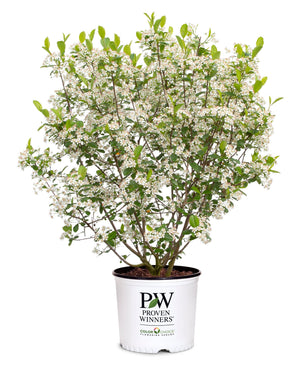 Low Scape Snowfire® Chokeberry (Aronia melanocarpa 'UCONNAM165'), a shrub featuring erect, multi-stemmed form.