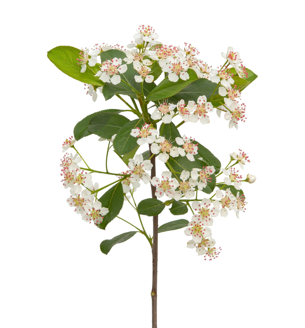 Detail view of Low Scape Snowfire® Chokeberry (Aronia melanocarpa 'UCONNAM165') showing plant structure and foliage.