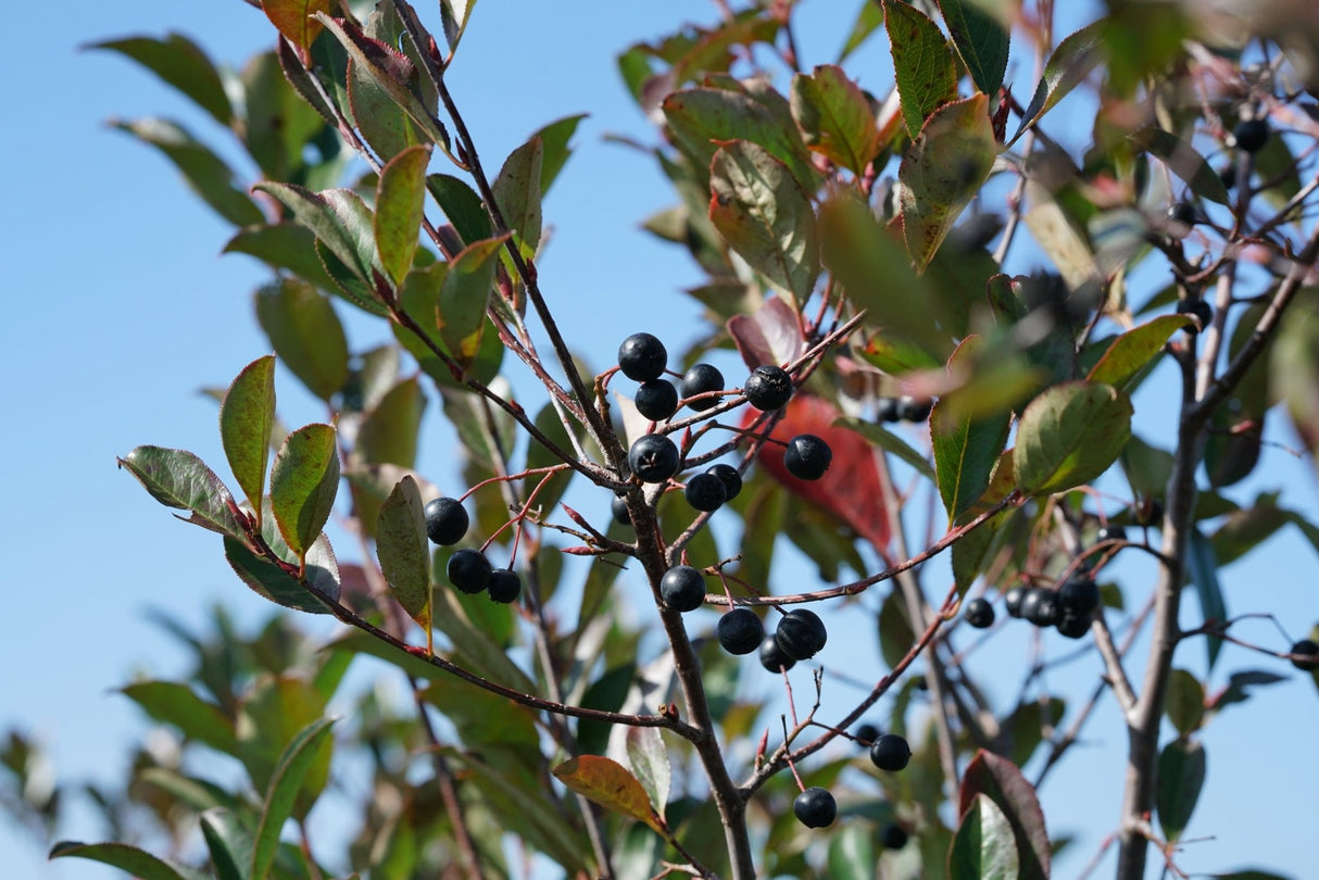 Low Scape Snowfire® Chokeberry (Aronia melanocarpa 'UCONNAM165') foliage and growth habit in the landscape.