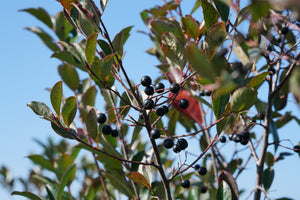 Low Scape Snowfire® Chokeberry (Aronia melanocarpa 'UCONNAM165') foliage and growth habit in the landscape.