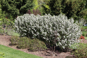 Low Scape Snowfire® Chokeberry (Aronia melanocarpa 'UCONNAM165') growing in a garden landscape, showing mature shrub form.