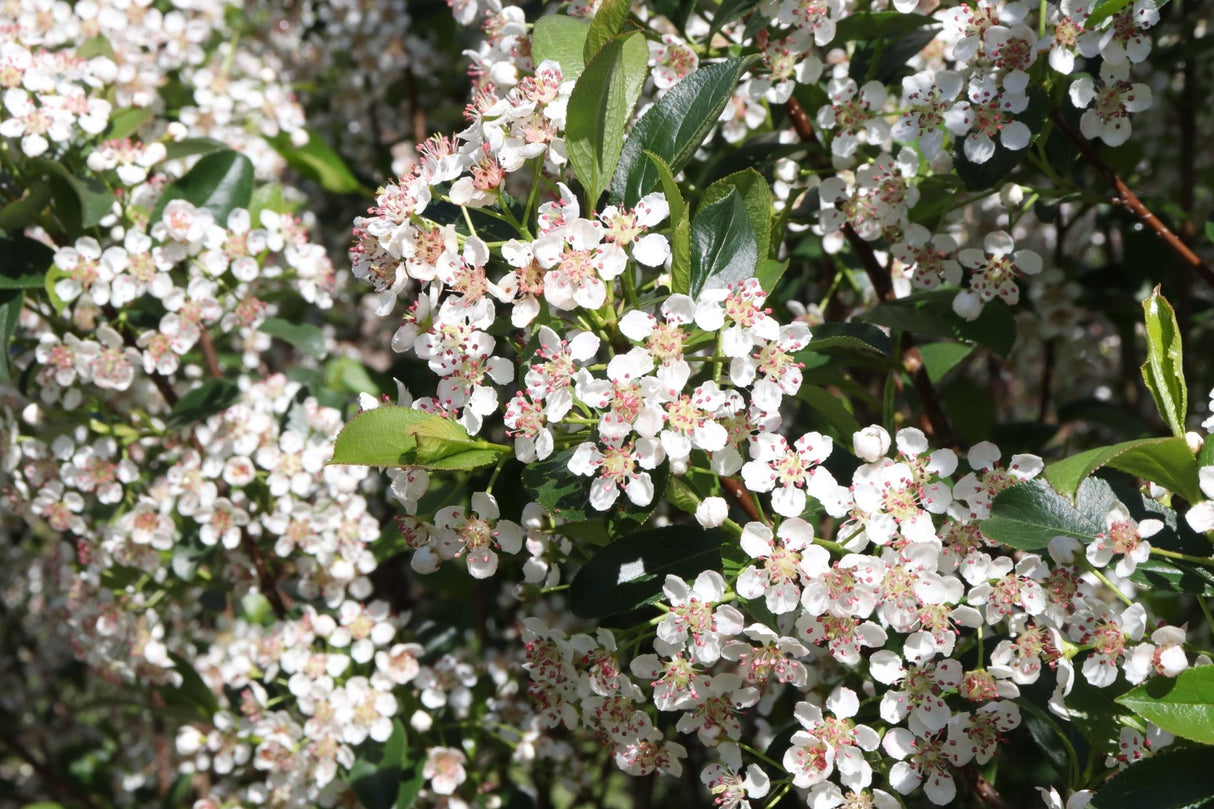 Low Scape Snowfire® Chokeberry (Aronia melanocarpa 'UCONNAM165') planted in a residential landscape.