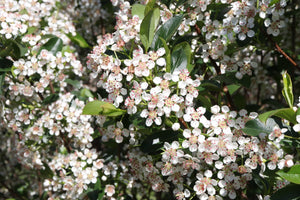 Low Scape Snowfire® Chokeberry (Aronia melanocarpa 'UCONNAM165') planted in a residential landscape.