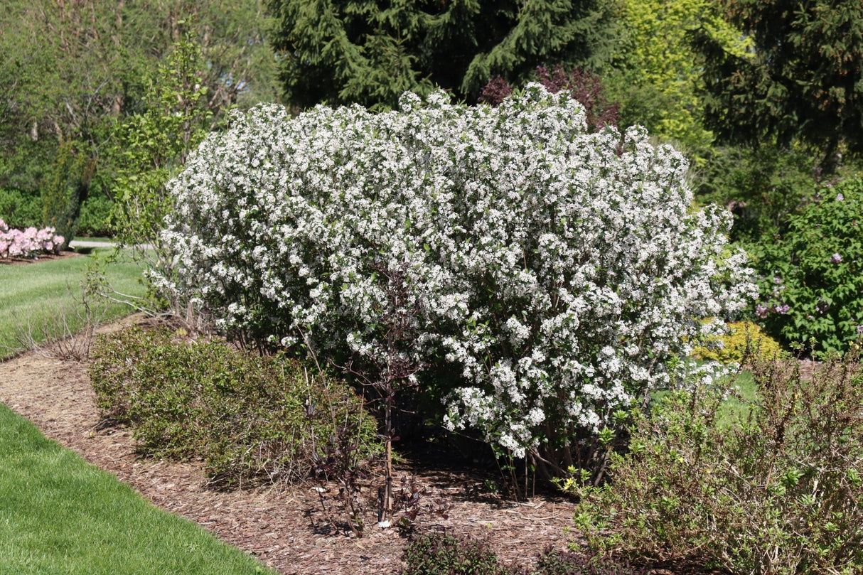Low Scape Snowfire® Chokeberry (Aronia melanocarpa 'UCONNAM165') shrub detail, image 6 of 13.