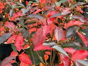 Low Scape Snowfire® Chokeberry (Aronia melanocarpa 'UCONNAM165') shrub detail, image 9 of 13.