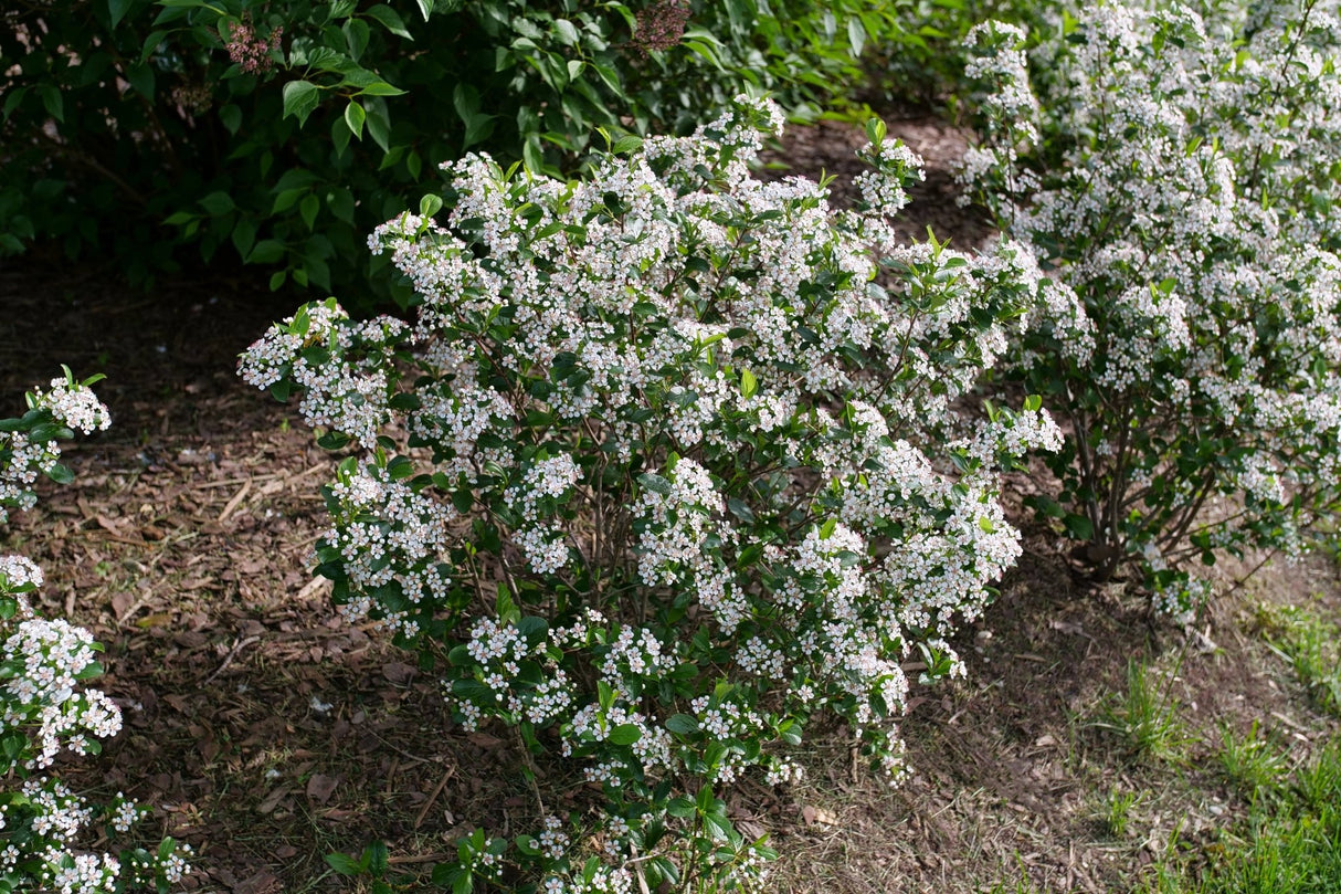 Low Scape Snowfire® Chokeberry (Aronia melanocarpa 'UCONNAM165') shrub detail, image 11 of 13.