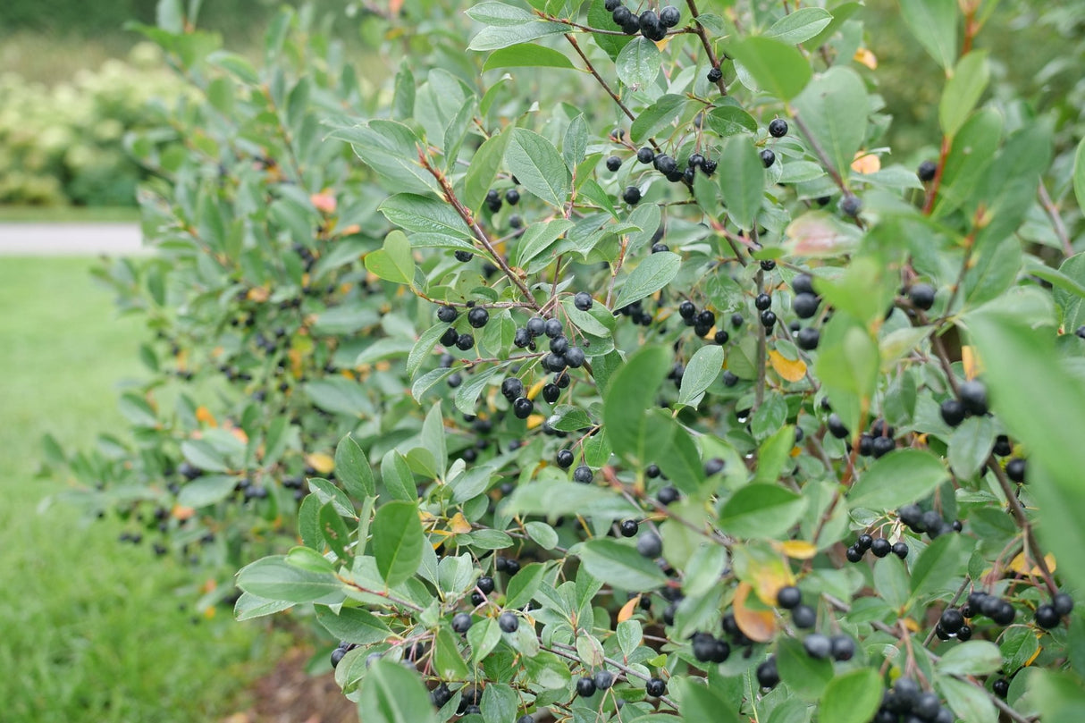 Low Scape Snowfire® Chokeberry (Aronia melanocarpa 'UCONNAM165') shrub detail, image 13 of 13.