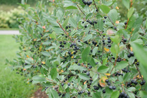 Low Scape Snowfire® Chokeberry (Aronia melanocarpa 'UCONNAM165') shrub detail, image 13 of 13.
