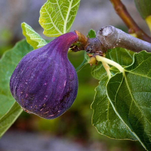 LSU Purple Fig Tree Fruit