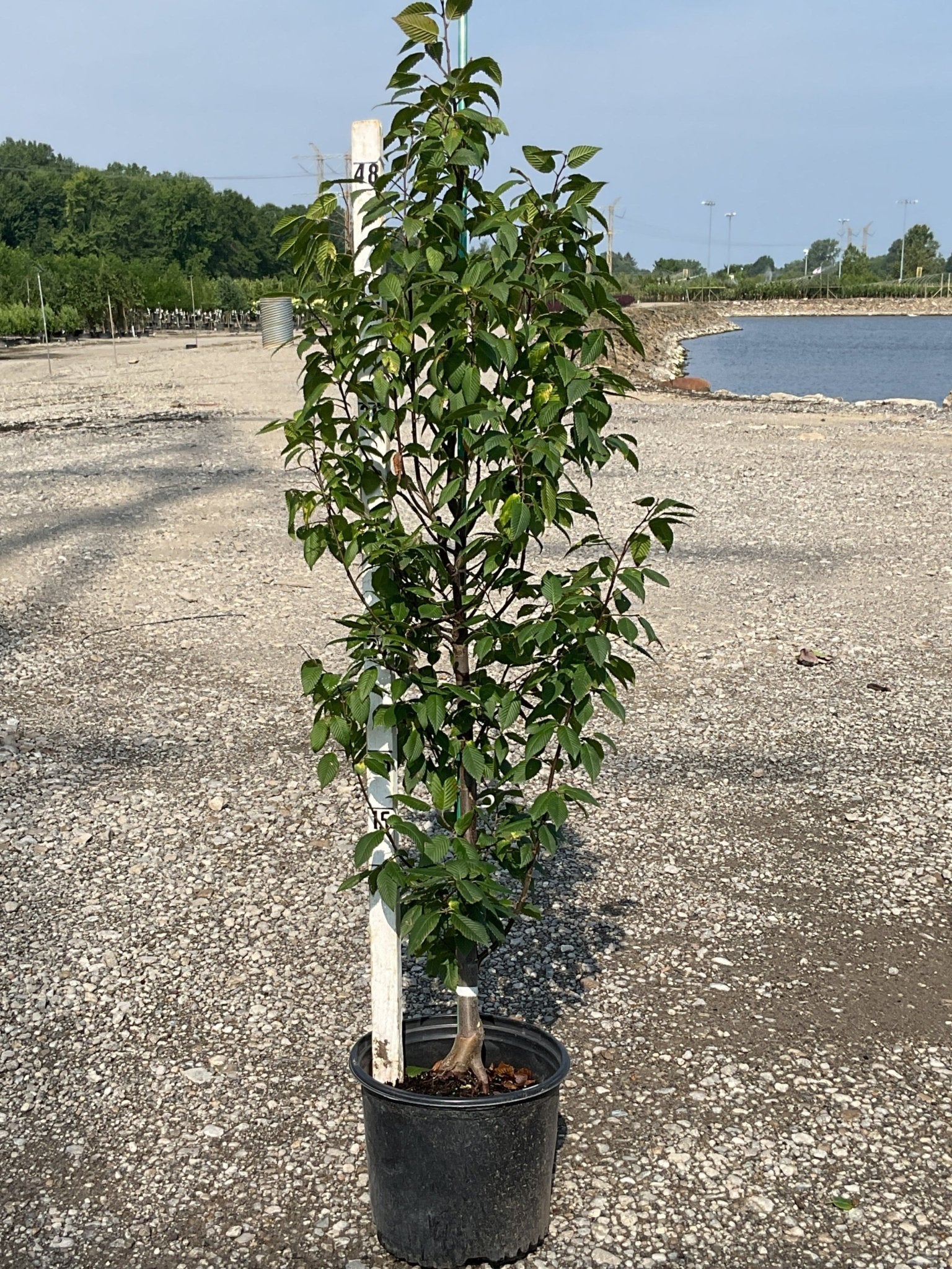 Lucas European Hornbeam | Buy at NatureHills.com