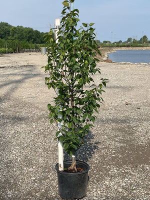 Lucas European Hornbeam - Tree - Nature Hills Nursery - 3 Container - 