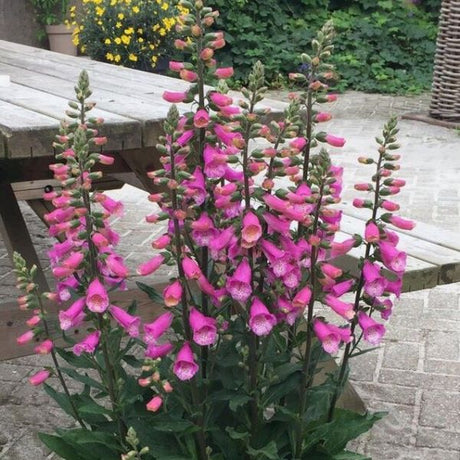 Close-up of pink digitalis flowers on Lucas Pink Foxglove.