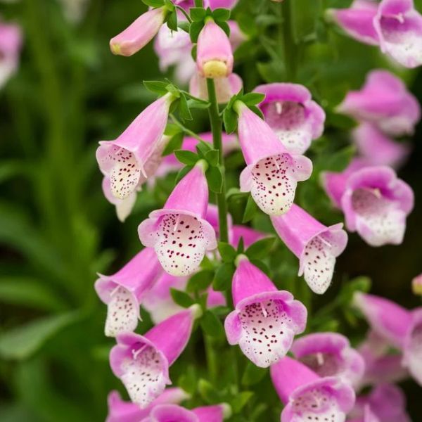 Lucas Pink Foxglove (Digitalis 'Lucas Pink'), a perennial featuring pink flowers and perennial.