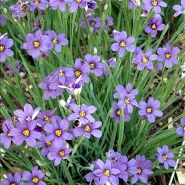 Lucerne Blue Eyed Grass (Sisyrinchium angustifolium 'Lucerne'), a perennial featuring blue flowers and perennial.