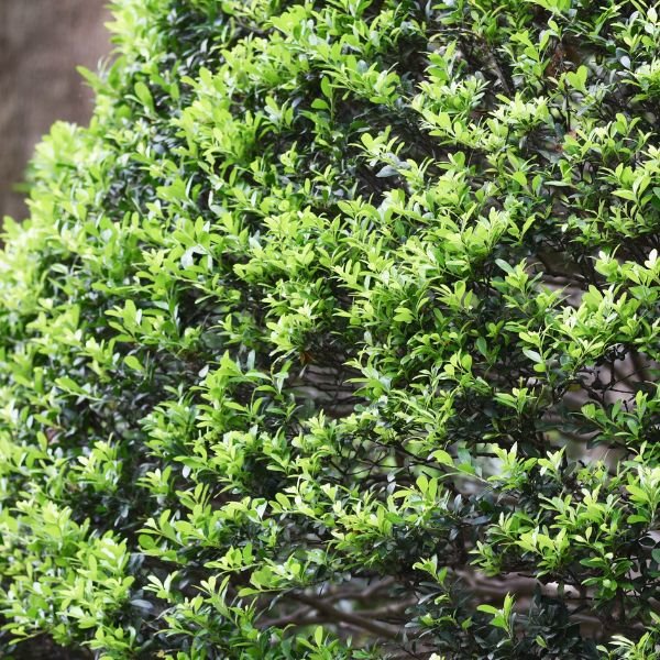 Lucky Marble Japanese Holly - Bush - Nature Hills Nursery - 2 Container - 