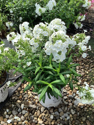 Luminary Backlight Tall Garden Phlox displays pure white flower clusters with bright green foliage in nursery containers on gravel ground.