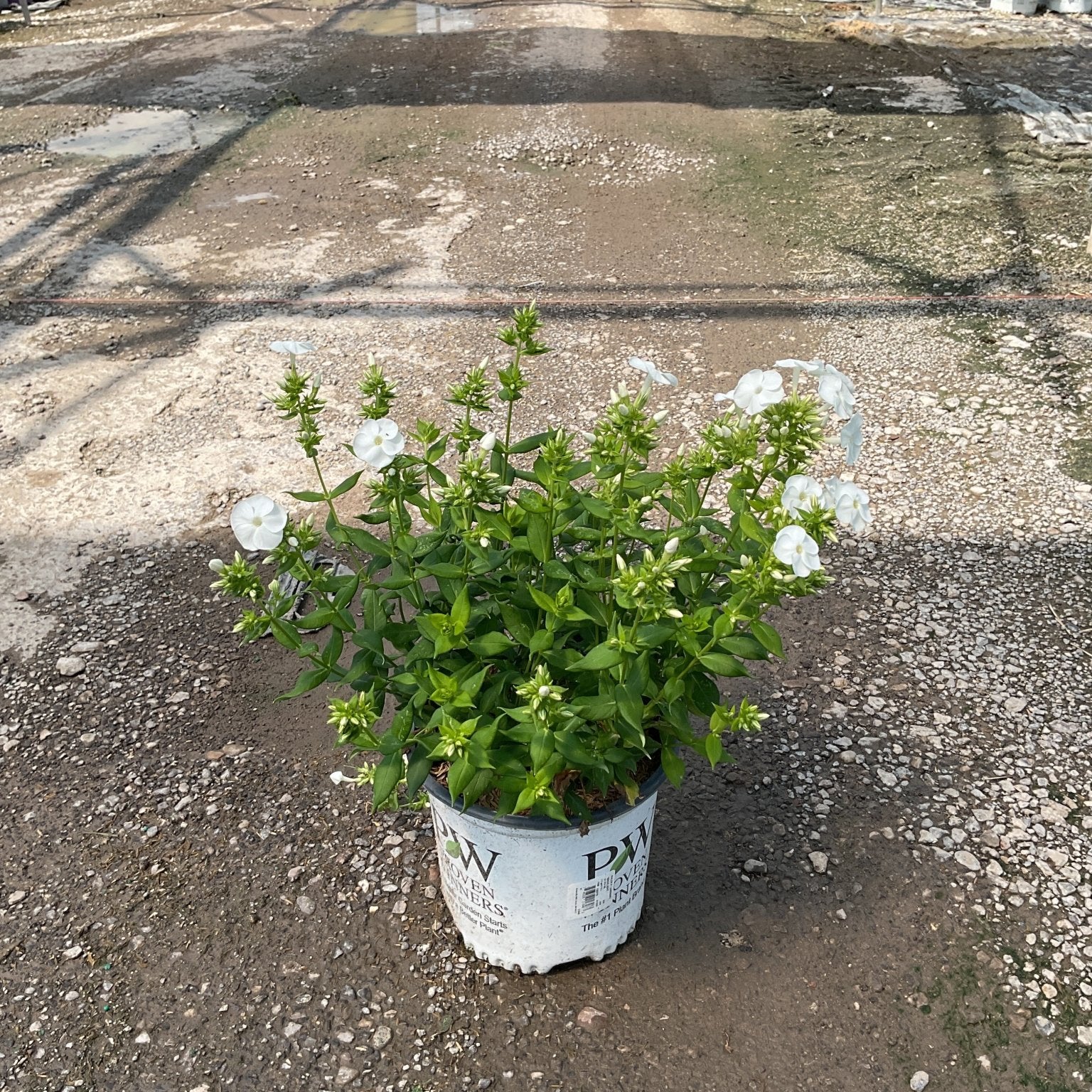 can phlox be planted in pots Luminary™ Backlight Tall Garden Phlox