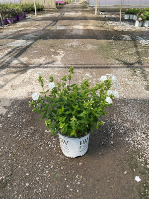 Luminary Backlight Tall Garden Phlox in nursery container displays pure white clustered flowers and bright green foliage in commercial growing.