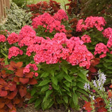 sunset coral phlox flowers