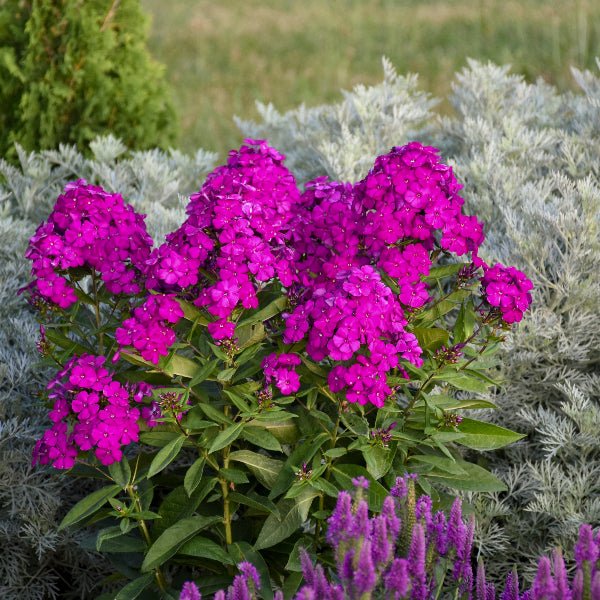Luminary® Ultraviolet Tall Garden Phlox - Perennial - Nature Hills Nursery - 1 Container - 