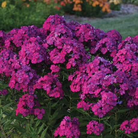 Luminary® Ultraviolet Tall Garden Phlox - Perennial - Nature Hills Nursery - 1 Container - 