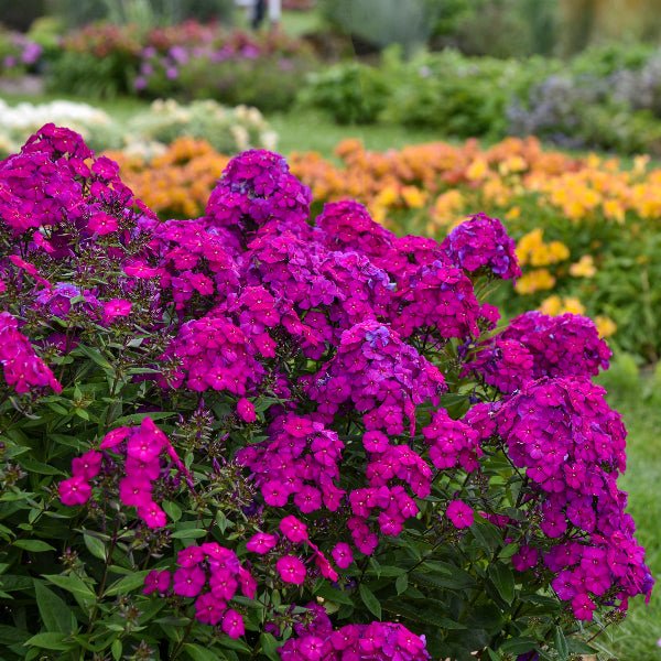 Luminary® Ultraviolet Tall Garden Phlox - Perennial - Nature Hills Nursery - 1 Container - 