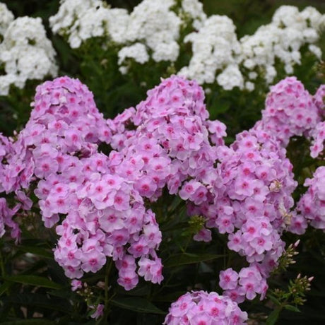 Luminary&reg; Opalescence Tall Garden Phlox - Nature Hills Nursery - #1 Container - 