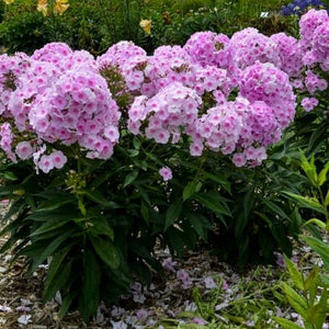 Luminary&reg; Opalescence Tall Garden Phlox - Nature Hills Nursery - #1 Container - 